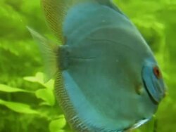Discus (Symphysodon) Stock Footage