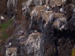 Bird droppings stain a cliff below a flock of nesting gulls. Stock Footage