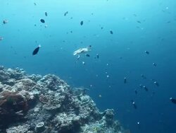 MS View of Green turtle swimming in distance / Sipadan, Semporna, Tawau, Malaysia Stock Footage