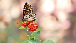 Monarch Butterfly Stock Footage