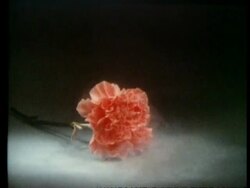 High Speed Carnation smash Stock Footage