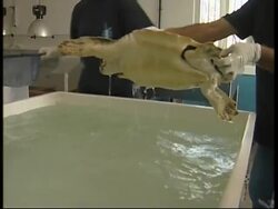 Conservationists fight to save the loggerhead turtle News Clip