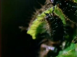 Beetle larvae eating Dipteryx leaf, time lapse, BCU, Panama Stock Footage
