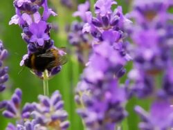 Lavender with bee Stock Footage