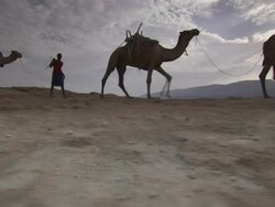 WS PAN Camel caravan comes off of mountain onto vast salt flat. Stock Footage