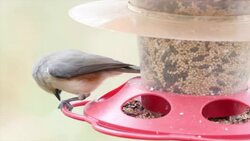 Wild birds eating food from bird feeder in the backyard Stock Footage