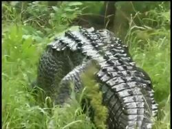 CU rear view of alligator crawling through grass, Brazos Bend State Park, Texas, USA Stock Footage