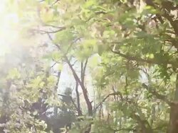 Blooming apple tree against the sunlight Stock Footage
