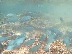 Parrotfish (unidentified species - possibly Scarus viridifucatus) school attacking reef. Feeding behaviour, Maldives  Stock Footage