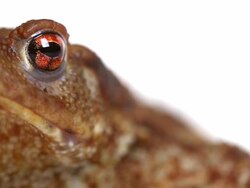Toad's Face Close Up Video Stock Footage