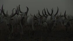 A cattle camp in South Sudan Stock Footage
