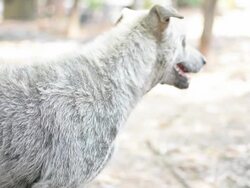 stray Dog Stock Footage