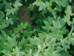 Overhead of cotton plants in a field Stock Footage