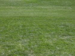 MS Well dressed young man walking through park on sunny day / Minneapolis, Minnesota, United States Stock Footage