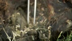 Tweezers pick at maggots squirming in a rotting carcass. Stock Footage