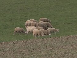SHEEP HERDING BY THE FIELD Stock Footage