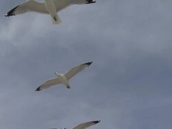 Seagull flying overhead Stock Footage
