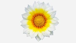 Sun Flower - Gazania blooming in a time lapse video on a white background. Alpha channel included. Stock Footage