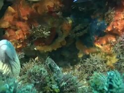 MS Shot of Geometric moray eel lying in rock crevice covering with coral and molluscs / Matola, Maputo, Mozambique Stock Footage