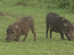 Warthog (Phacochoerus africanus) and Yellow-billed Oxpecker (Buphagus africanus), Garamba NP, Congo Stock Footage