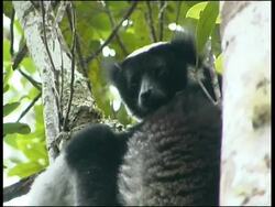 Indri, Indri indri,  Andasibe ( Perinet ) Stock Footage