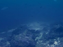 Hammerhead shark Stock Footage