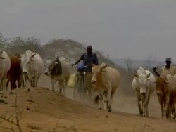 Herd of cows Stock Footage