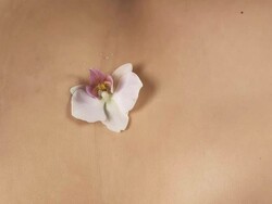 HD: Orchid Falling On Sexy Belly Stock Footage
