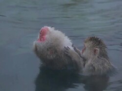 Snow Monkey (Japanese Macaque) in Hot Spring Stock Footage