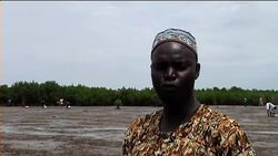 Senegal villagers replanting their devastated mangrove forests News Clip