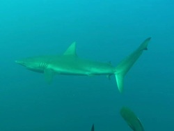 Galapagos sharks swimming close to camera, Mexico  Stock Footage
