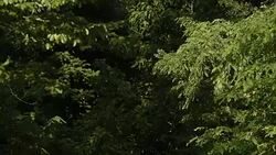 Mammals wildlife Stock Footage