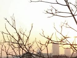 WS PAN View of Cityscape through branches / Istanbul, Turkey Stock Footage