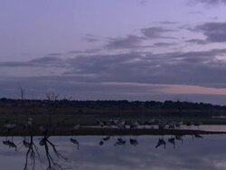 European Cranes (Grus grus) at water's edge, North East Extremadura in Dehesa. Stock Footage
