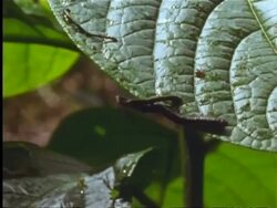 Leeches waving about on leaf, in Indian rainforest Stock Footage