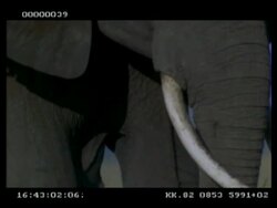 BCU African Elephant's (Loxodonta africana) face, eating, tilt down to feet kicking up grass and collecting it with trunk, Botswana Stock Footage