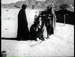 Daily life at a Bedouin encampment, Algeria 1957. Women milking goats and preparing food. Tribesmen with camels. Stock Footage
