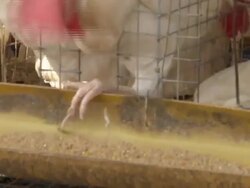 Poultry farm Typhoon Haiyan aftermath News Clip