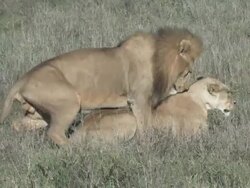 Mating Lions in Serengeti Africa Stock Footage