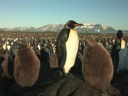 MS, King penguin (Aptenodytes patagonicus) rookery, snow capped mountains in background, South Georgia Island, Falkland Islands, British overseas territory Stock Footage