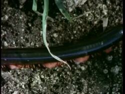 CU top view of millipede walking through frame, Kenya Stock Footage