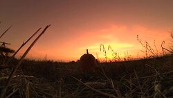Halloween pumpkin in twilight field Stock Footage