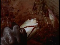 BCU Giant otter eating fish, South America Stock Footage