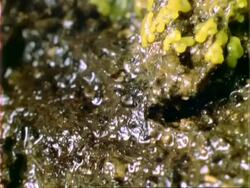 T/L yellow Slime Mould growth over log, pulsating, CU, Panama. Stock Footage