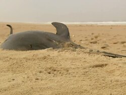 MS Shot of bottlenose dolphin carcass lying on beach as ocean waves lap onto shore / Port Elizabeth, Eastern Cape, South Africa Stock Footage