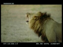 MS Male lion licking/sniffing grass, raises head and grimaces/roars Stock Footage