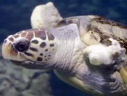 Injured Sea Turtle Stock Footage
