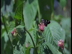 MS Black and white butterfly feeding on flower, flies off, South America Stock Footage