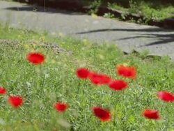 The Appian way in Rome: spring poppies bloom Stock Footage