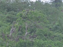  WS SLO MO Many big bats flying around tree / Jinja, Uganda Stock Footage